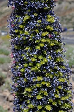abeja y tajinaste azil