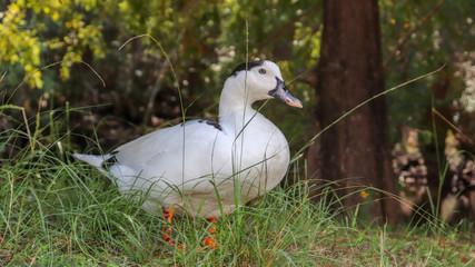 duck in grass