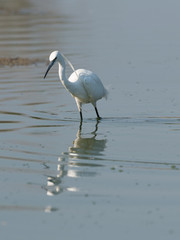 Little egret, medium-sized white bird, walks in the lake water.
