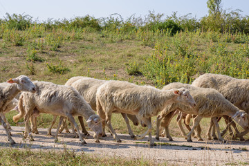 Small flock of sheep grazes on a wide path