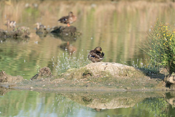 Ducks laid on an islet in the pond