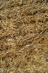 Background of dried grass with beige stems.