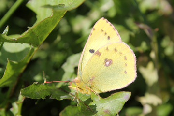 Colias hyale or pale clouded yellow butterfly 