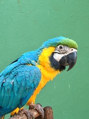 Guacamayo color celeste, amarillo y verde