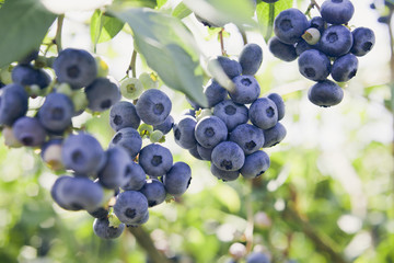 Blueberries - Vaccinium corymbosum, high huckleberry, blush with abundance of crop. Blue ripe...