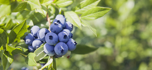 Blueberries - Vaccinium corymbosum, high huckleberry, blush with abundance of crop. Blue ripe...