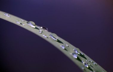  a green grass stem with beautiful bright round transparent water drops, macro photography outdoors...