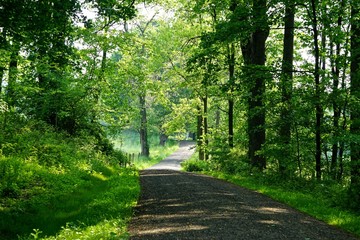 Mount Pleasant, New York, USA: A shady carriage trail winds through dense forest on a bright summer day in the Rockefeller State Park Preserve.