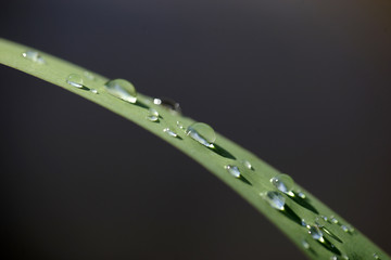  a green grass stem with beautiful bright round transparent water drops, macro photography outdoors...