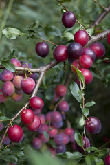 Victoria Plum Tree -  fresh ripe red and pink fruit on the tree, hanging from the healthy branch.