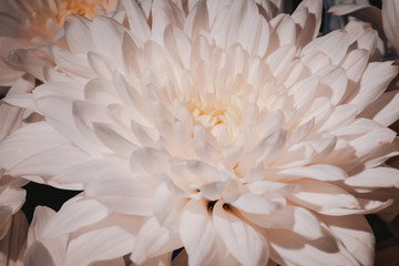 Beautiful chrysanthemum flower background. Flowerbackground, gardenflowers. Horizontal autumn flowers art background. Space in background for copy, text, your words.