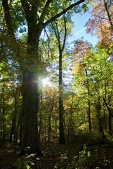 The morning light shines through the trees in the woods during the fall.