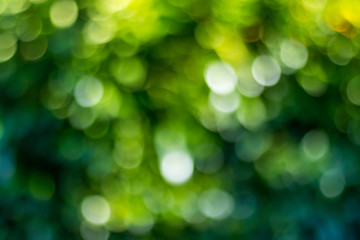 Obraz premium Green bokeh background in a garden, in a sunny day. Green bokeh pattern, abstract texture