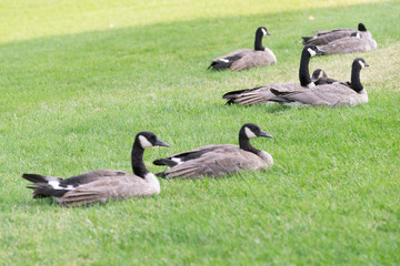 geese