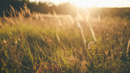 Majestic field in the sunlight.