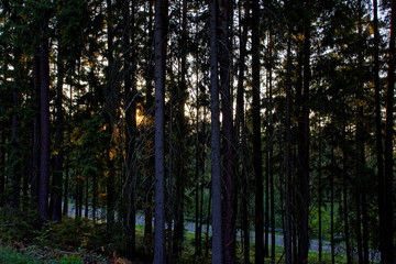 beautiful evening forest