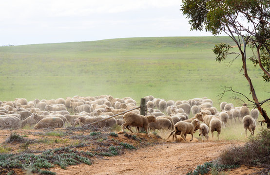 Sheep entering paddock in rural Australia