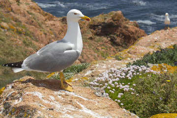 Seagull standing on a rock