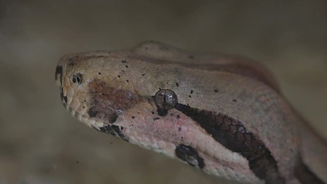 Python snake head close up. Camouflaged brown and black reptile skin pattern. Beautiful Serpent. Python snake macro view. 