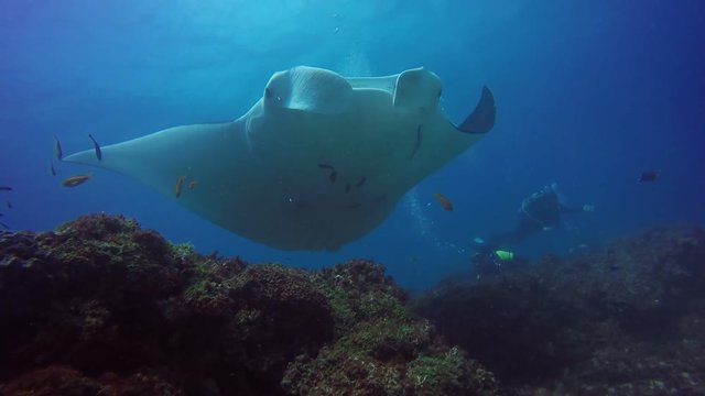 Imágenes de Mantarraya: descubre bancos de fotos, ilustraciones ...