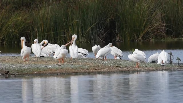 HD video of many American white pelicans on a small island in a pond, preening and sleeping. As a bird preens, it secretes oil, which is spread to every feather and helps to waterproof the feathers.