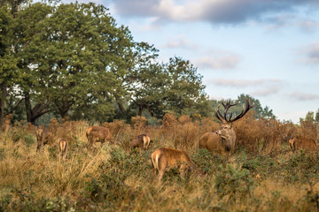 Red deer in Richmond park in the autun, London
