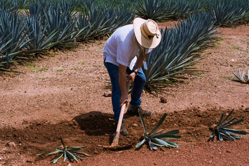 Campesino prepara la tierra para sembrar agave para hacer el tequila de México.