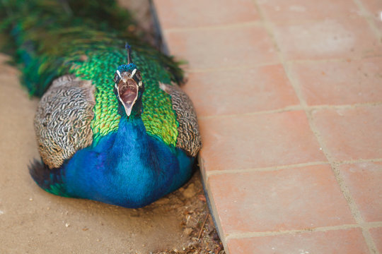 Fototapeta Evil bird opened his mouth and hisses menacingly at a potential enemy. Angry bird on the floor with an open beak. Beautiful peacock lying on the tile.