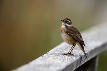 Bluethroat