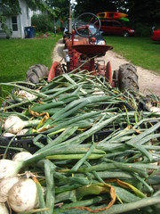 Garlic on the tractor