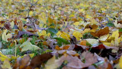 Autumn leaves forest and colours