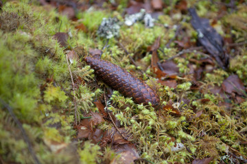 pine cone moss and undergrowth