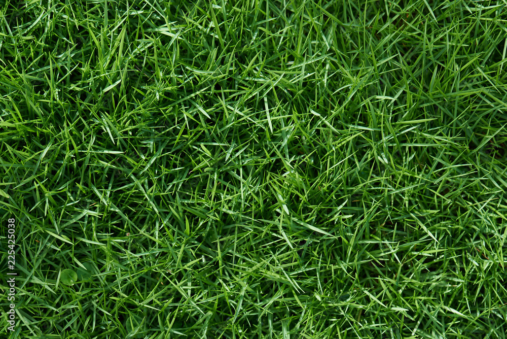 Poster Clean green grass