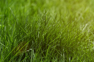 Green grass on sunny light