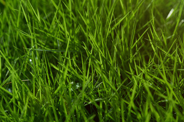Green grass on yellow sun light