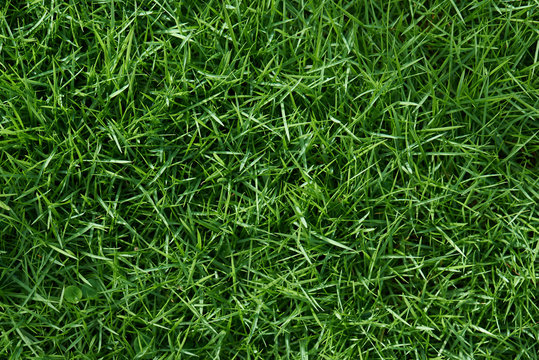 Clean green grass © PixieMe