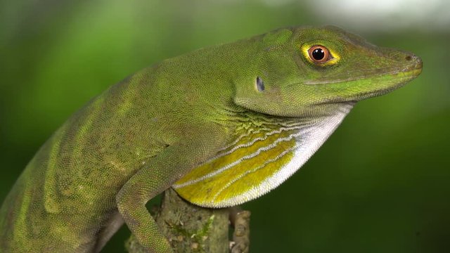 O'Shaugnessey's Anole (Anolis gemmosus). Male with dewlap. In montane rainforest in western Ecuador.