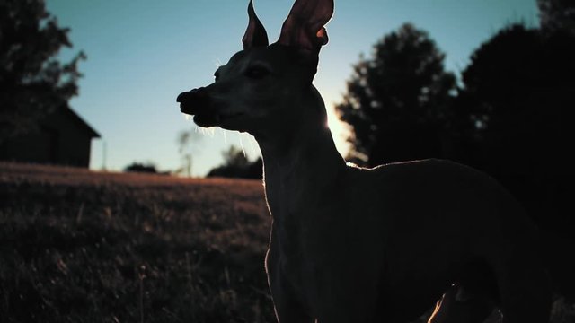 Italian Greyhound dog standing in the grass at sunset.