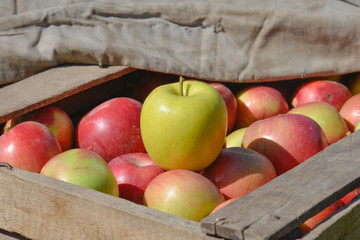 Green-red apples in boxes and baskets.