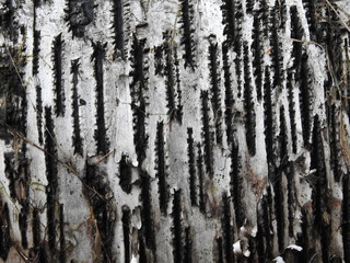 Obraz premium Birch Wood