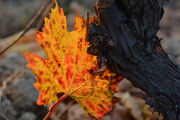 Colorful grapevine tree leaves