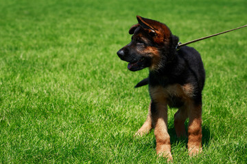 Dog breed German Shepherd