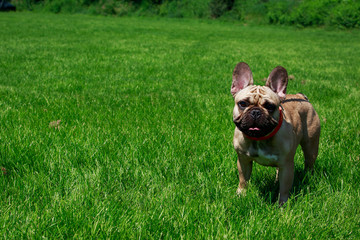 Fototapeta premium Dog breed French Bulldog