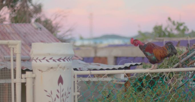 rooster on a fence