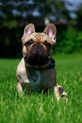 Dog breed French Bulldog