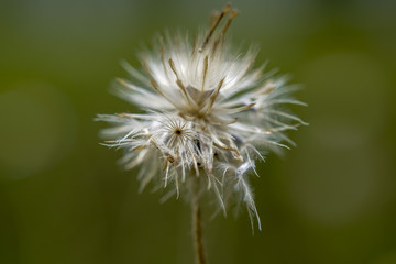 dandelion spores macro