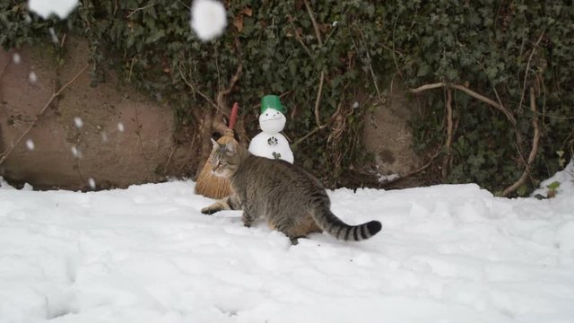 tabby cat grabs snowballs near snowman