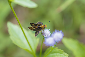butterfly on a flower