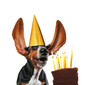 Funny Basset Hound With Long Flapping Ears Wearing A Gold Birthday Hat And Blowing Out Candles On Chocolate Cake