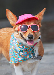 cute corgi wearing sunglasses and a pink hat on a hot summer day